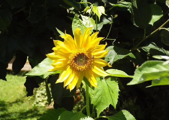 Nocleg ze śniadaniem D'hotes Le Gentil